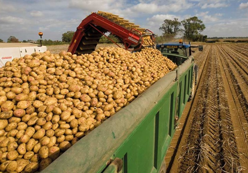 Nigeria-potato-production-Busine